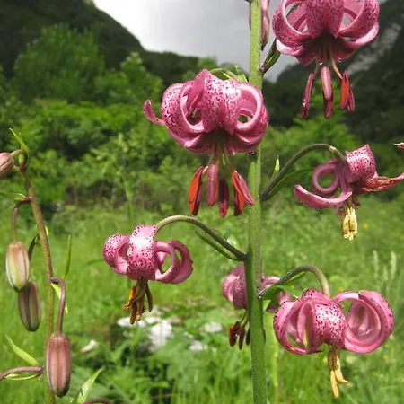 Bezgova Hisica