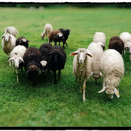 Дом отдыха Bezgova Hisica Бовец