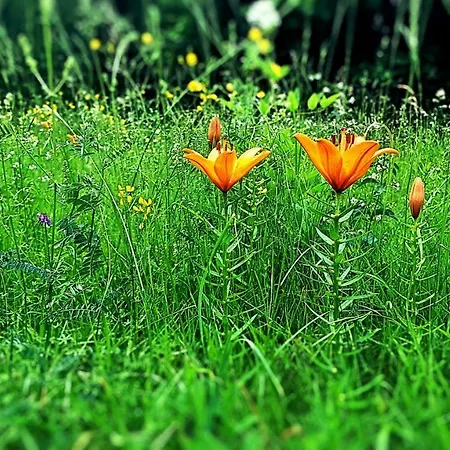 Дом отдыха Bezgova Hisica