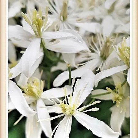 Дом отдыха Bezgova Hisica