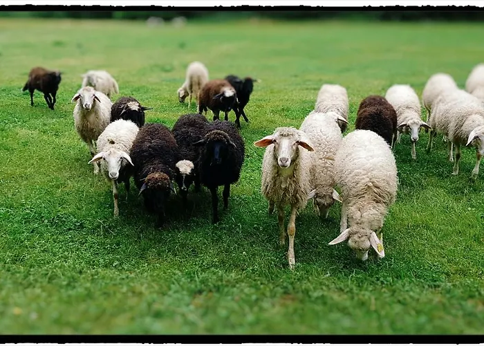 Hébergement de vacances Bezgova Hisica Bovec