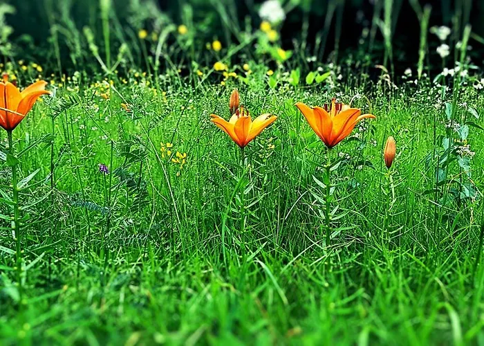 Prázdninový dům Bezgova Hisica