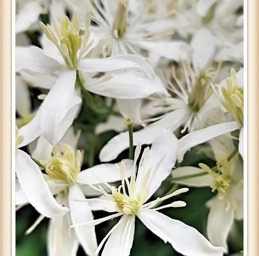 Hébergement de vacances Bezgova Hisica